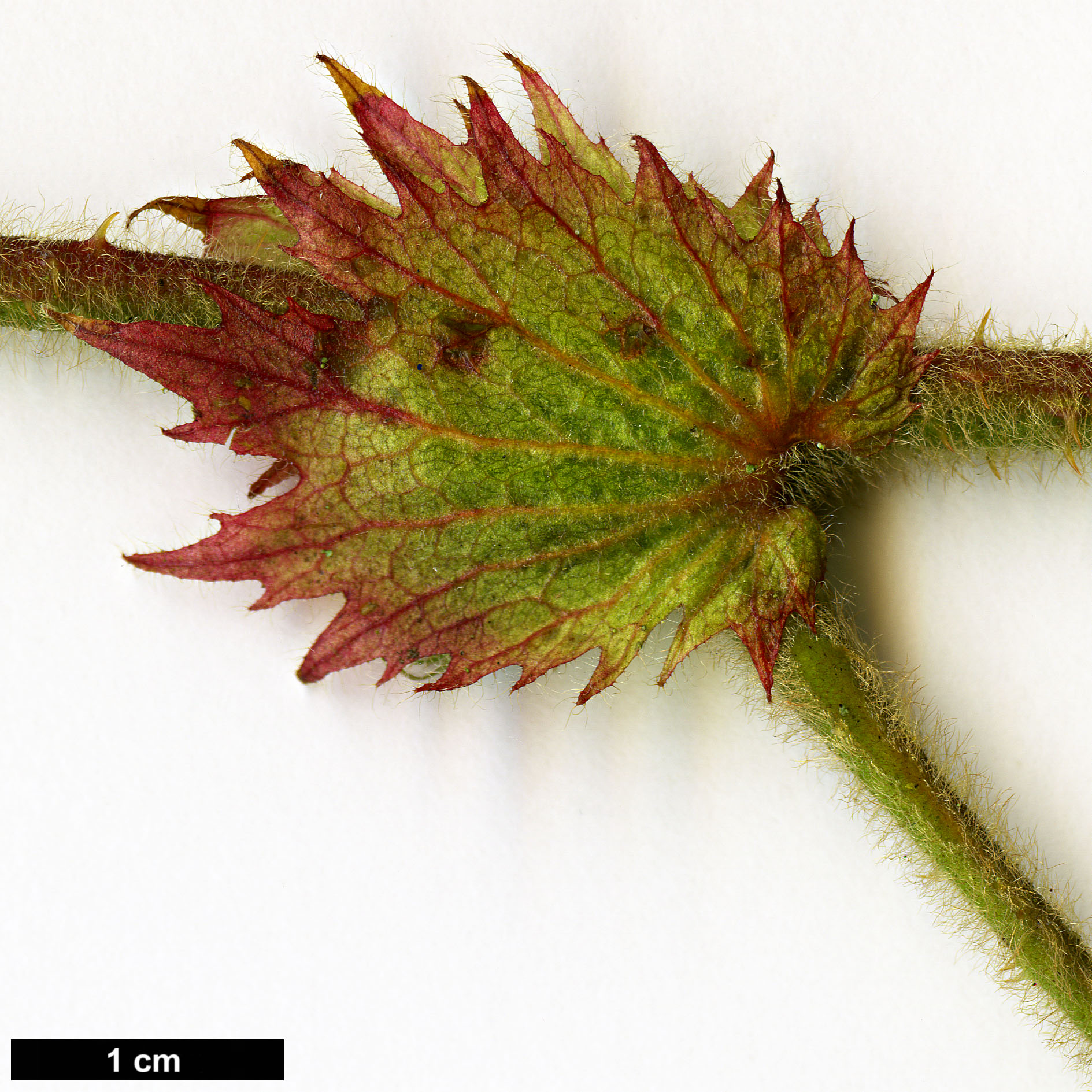 High resolution image: Family: Rosaceae - Genus: Rubus - Taxon: maoershanensis